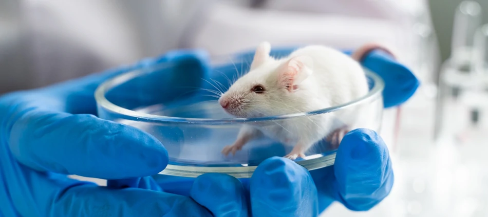 pruebas de laboratorio con ratas y coagulación eritritol ictus